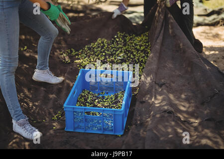 La section basse du jeune homme et de la femme la collecte des olives à la ferme Banque D'Images