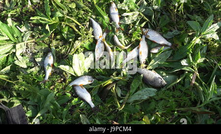 Roach fraîchement pêchés, couché dans l'herbe Banque D'Images