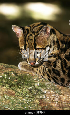 Longue queue,chat,Chat Margay Leopardus wiedii,trunk,mensonge,head,portrait, Banque D'Images