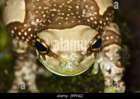 Les fosses d'arbres feuillage-toad Phrynohyas resinifictrix,grenouille,portrait, Banque D'Images