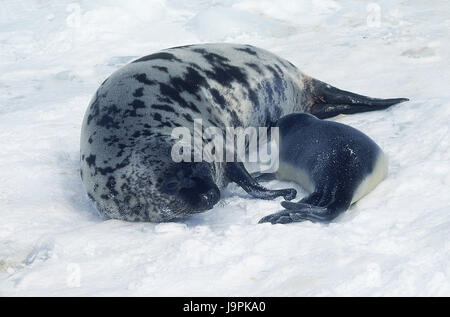 Mützenrobben,Cystophora cristata,mère avec de jeunes animaux animal,glaces,terrain,Canada, l'île de Magdalena Banque D'Images