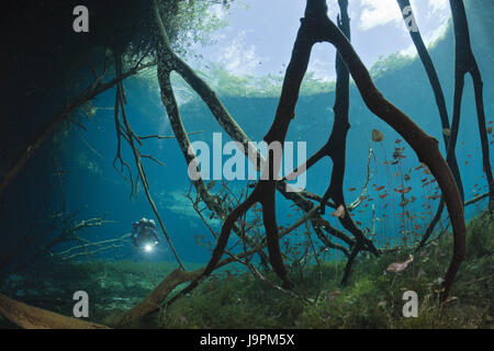 Diver dans le Cenote Aktun ha,'lavage de voiture',Tulum,péninsule du Yucatan, Mexique, Banque D'Images