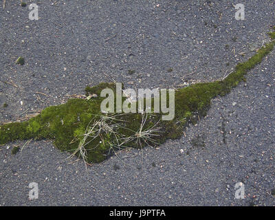 Étage,l'asphalte,mousse,surface de la terre, la couche d'asphalte,briser,bemoost,rembourrages mousse,grass,grass,la solitude,souvenirs,temps,darüberwachsen,,envahi par la fissure,recouvrent,devenir,envahi par la nostalgie,vieux,entre,chaussée,contraste,passé,transitoriness,personne,plantes,percée,win back,nature,désaffecté, Banque D'Images