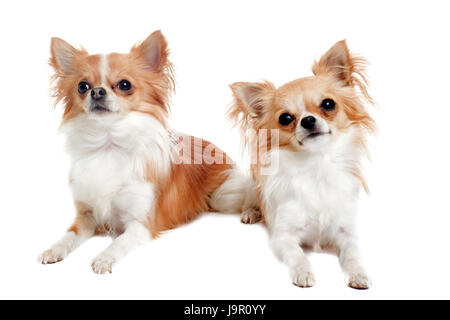 Animal, chien, chiens, deux, ensemble, belle, beauteously, nice, pet, brown, Banque D'Images