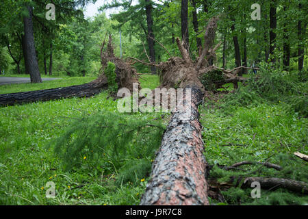 L'ouragan à Moscou - s'est avéré que l'arbre centenaire Banque D'Images