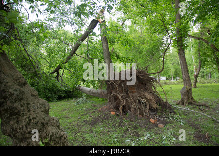 L'ouragan à Moscou - s'est avéré que l'arbre centenaire Banque D'Images