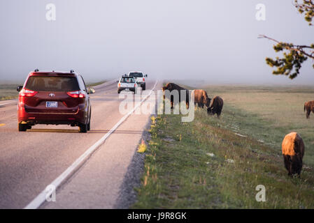 Pause voitures pour voir un troupeau de bisons au bord de la route, dans la brume matinale. Le Parc National de Yellowstone. Banque D'Images