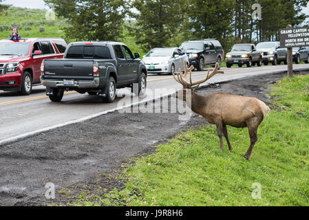 Un élan mâle avec bois s'approche d'une route de Mammoth Hot Springs, au Parc National de Yellowstone. Banque D'Images