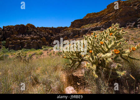 Printemps à Mojave Banque D'Images