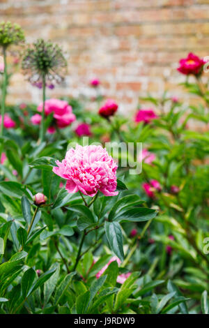 Les Pivoines rose (Paeonia lactiflora) croissant dans la frontière d'un jardin clos à la fin du printemps au début de l'été, Surrey, au sud-est de l'Angleterre, Royaume-Uni Banque D'Images