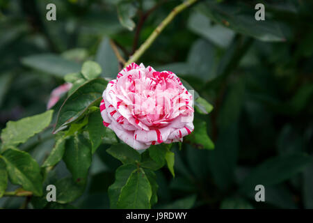 Framboise rose et blanc roses colorées ondulées pousse dans un jardin anglais border à la fin du printemps au début de l'été, Surrey, au sud-est de l'Angleterre, Royaume-Uni Banque D'Images