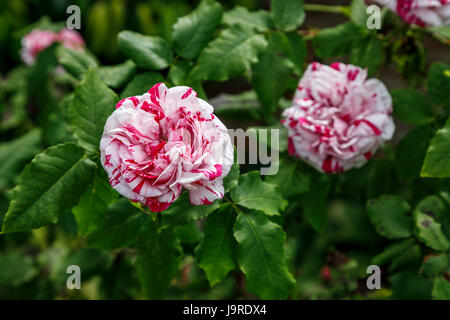 Framboise rose et blanc roses colorées ondulées pousse dans un jardin anglais border à la fin du printemps au début de l'été, Surrey, au sud-est de l'Angleterre, Royaume-Uni Banque D'Images