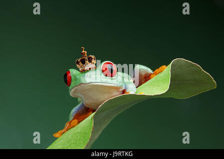 Le feuillage de l'effet yeux rouges,grenouille agalychnis callidryas,feuilles,couronne du roi, s'asseoir, Banque D'Images