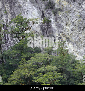 Nouvelle Zélande, île du sud,Paparoa Parc national de la vallée de la rivière fox terrier,Punakaiki rocks,,arbres,nature,végétation,habitat,,falaise,personne ne déserte,rock,paysage,,feuillus,bois,de l'été,stand out,individuellement,paisiblement, rough,force,énergie,vitalité,reste,gris,vert,croissance, Banque D'Images