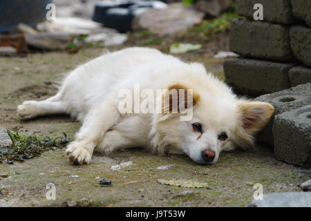 Petit chien blanc couché sur le sol dans une arrière-cour. Bahundanda, Népal. Banque D'Images