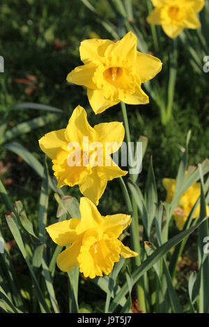 Jonquilles Banque D'Images