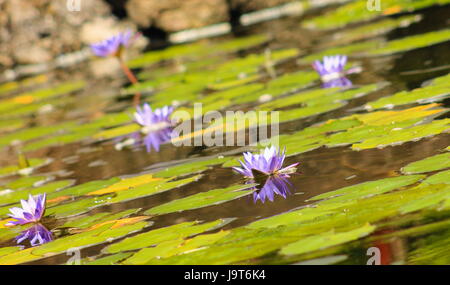 L'eau de lotus bleu (Nymphaea nouchali Lillies) Banque D'Images