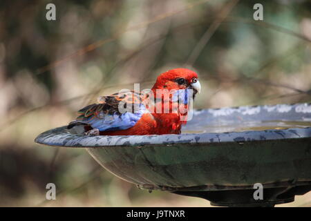 Crimson Rosella (Platycercus elegans) dans Gucci, Australie du Sud Banque D'Images