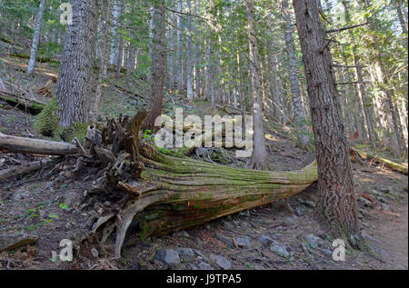 Sentier de randonnée dans une forêt de conifères, près de Portland Oregon Banque D'Images