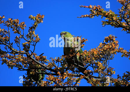 Enicognathus Ferrugineus perruche, Austral, sur un arbre, près d'El Chalten, Argentine Banque D'Images