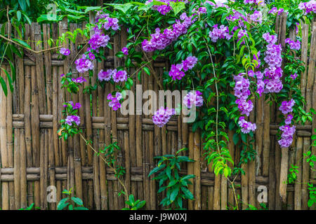 Clôture bambou fleurs de vigne à l'ail maison rurale en Thaïlande Banque D'Images