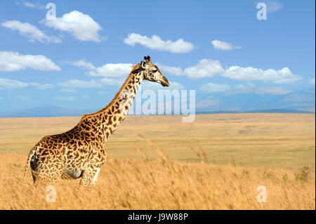 Sur savannah girafe au parc national de l'Afrique Banque D'Images