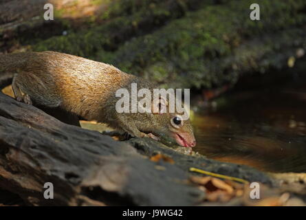 L'eau de piscine des forêts adultes Kaeng Krachen, Thaïlande Février 2011 Banque D'Images