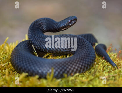 Viper européen commun (Vipera berus), l'additionneur européen commun, en position d'attaque morph noir, Augsbourg, Bavière, Allemagne Banque D'Images