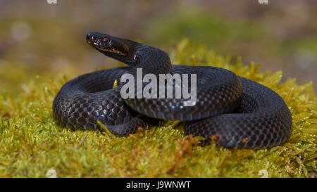 Viper européen commun (Vipera berus), l'additionneur européen commun, en position d'attaque morph noir, Augsbourg, Bavière, Allemagne Banque D'Images