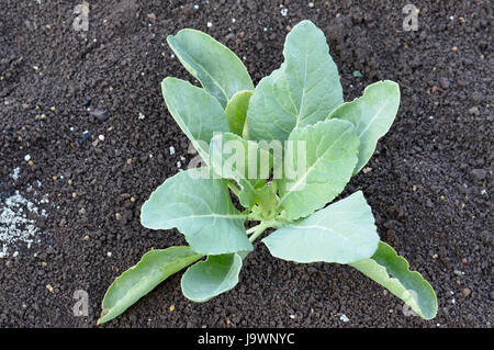 Les jeunes plantes espèces , CHOU-FLEUR Brassica oleracea près de Pune, Maharashtra. Banque D'Images