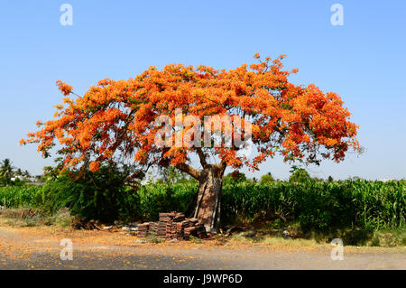 Arbre généalogique Royal Poinciana (Gulmohar) , Delonix regia près de Pune, Maharashtra. Banque D'Images