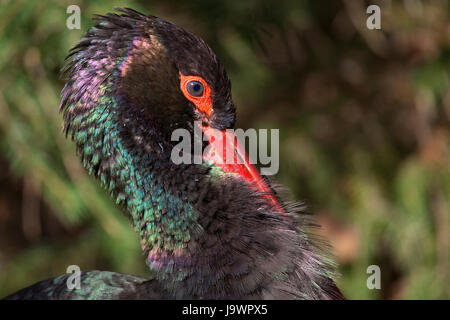 La cigogne noire (Ciconia nigra), portrait, captive Banque D'Images