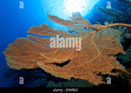 La mer (ventilateur géant Annella mollis) rétroéclairé, soleil, mer Rouge, Egypte Banque D'Images