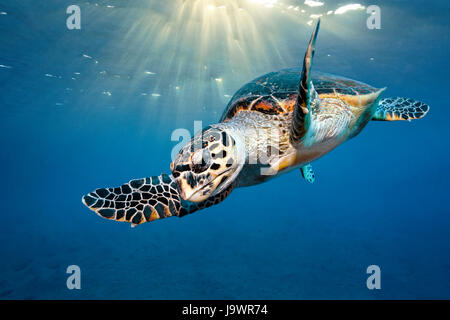 Tortue de mer loggerhead (Caretta caretta), la lumière du soleil sous la surface de l'océan, Red Sea, Egypt Banque D'Images