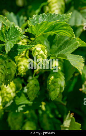 Les houblon (Humulus lupulus), ombelle, inflorescence femelle, Pfaffenhofen, Hallertau, Holledau, Haute-Bavière, Bavière, Allemagne Banque D'Images