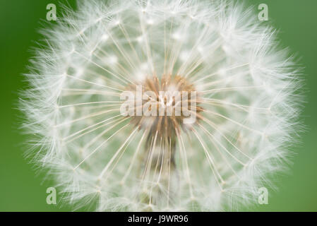 Le pissenlit officinal (Taraxacum sect. Ruderalia), l'infructescence, Rhénanie du Nord-Westphalie, Allemagne Banque D'Images