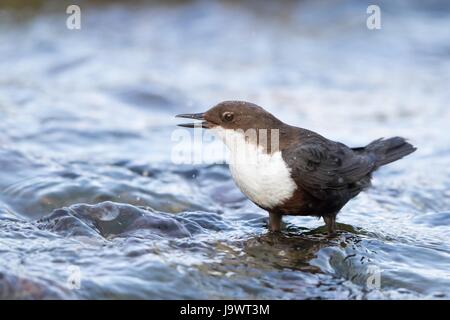 Balancier à poitrine blanche (Cinclus cinclus) sur pierre, Hesse, Allemagne Banque D'Images