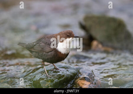 Balancier à poitrine blanche (Cinclus cinclus) sur pierre, Hesse, Allemagne Banque D'Images