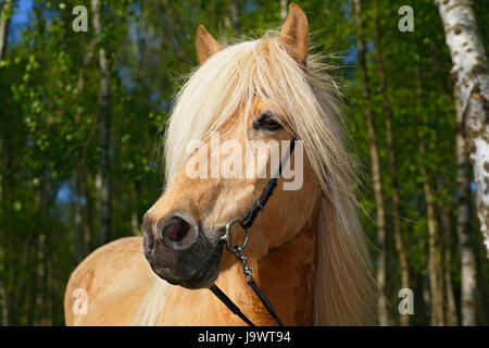 Cheval islandais (Equus przewalskii f. Caballus), mare, race de cheval islandais, Schleswig-Holstein, Allemagne Banque D'Images
