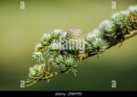 Fir cone immatures sur une branche d'un sapin evergreen de conifères qui suinte des gouttes de résine collante, la fin du printemps au début de l'été, Surrey, Angleterre du Sud-Est, Royaume-Uni Banque D'Images