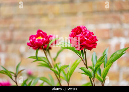 Les Pivoines rouge (Paeonia lactiflora) contre un mur de brique, dans un jardin clos de la fin du printemps au début de l'été, Surrey, Angleterre du Sud-Est, Royaume-Uni Banque D'Images