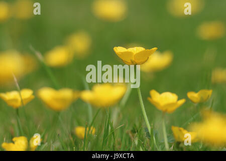 Grappe de fleurs jaune Renoncule rampante, Ranunculus repens, fleurir dans le soleil de l'été sur un fond d'herbe verte ; vue de côté. Banque D'Images