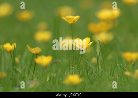 Fleurs jaune Renoncule rampante, Ranunculus repens, fleurir dans le soleil de l'été sur un fond d'herbe verte. Banque D'Images