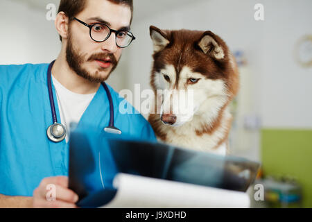 Chien husky Cute looking at x-ray image dans la main du médecin Banque D'Images