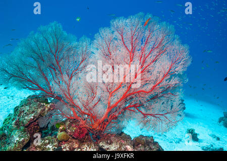 Sea fan gorgones [Melithaea sp.]. Îles Similan, la mer d'Andaman, en Thaïlande. Banque D'Images