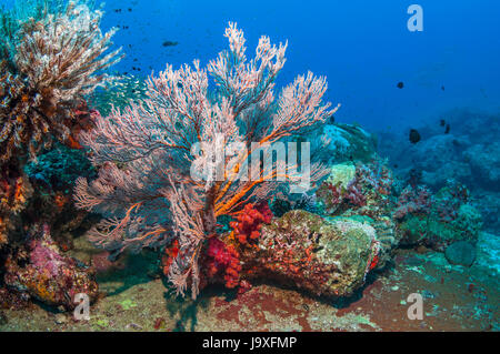 Sea fan gorgones [Melithaea sp.]. La mer d'Andaman, en Thaïlande. Banque D'Images