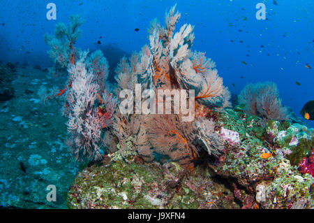 Sea fan gorgones [Melithaea sp.] îles Similan, la mer d'Andaman, en Thaïlande. Banque D'Images