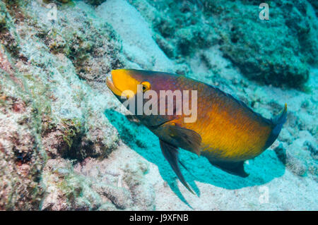 Cochons espagnol (Bodianus rufus). Bonaire, Antilles néerlandaises, Amérique, Océan Atlantique. Banque D'Images