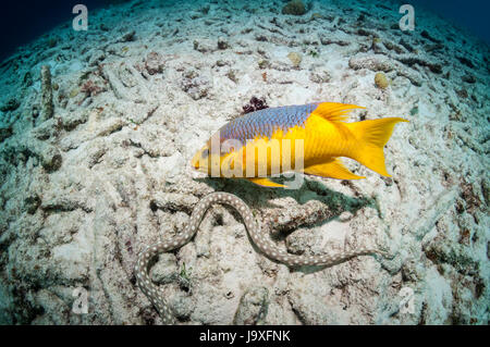 Cochons espagnol (Bodianus rufus) suivre de près et à la suite d'une Sharptail chasse anguille (Myrichthys breviceps). Bonaire, Antilles néerlandaises, Caribb Banque D'Images