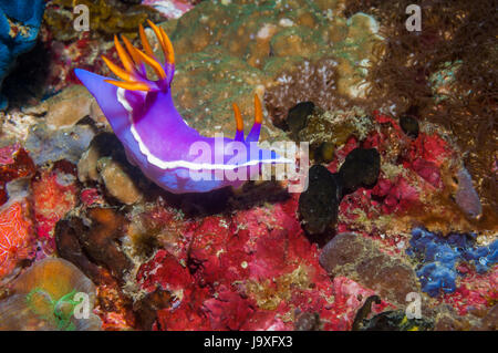 Nudibranche - Hypselodoris bullocki / Chromodoris bullocki. L'île de Malapascua, Cebu, Philippines. Banque D'Images